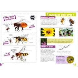 A la rencontre des abeilles solitaires A la rencontre des abeilles solitaires