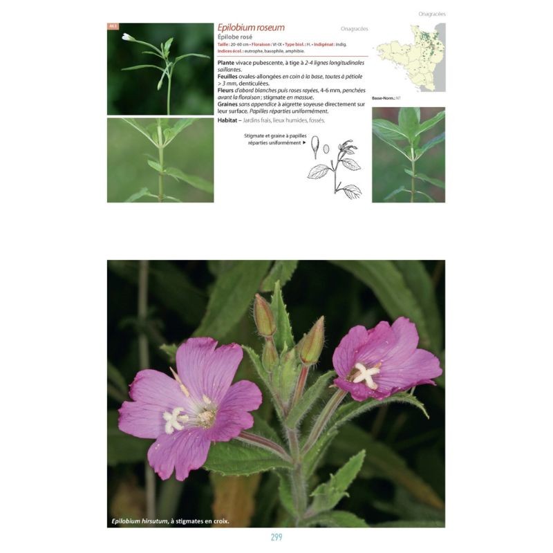 La flore du Massif armoricain et ses marges - Bretagne, Basse-Normandie, Pays de la Loire, Deux-Sèvres