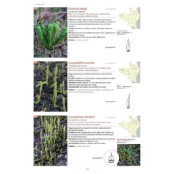 La flore du Massif armoricain et ses marges - Bretagne, Basse-Normandie, Pays de la Loire, Deux-Sèvres
