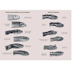 Serpents d'Europe, d'Afrique du Nord et du Moyen-Orient. Les 146 espèces du Paléarctique occidental