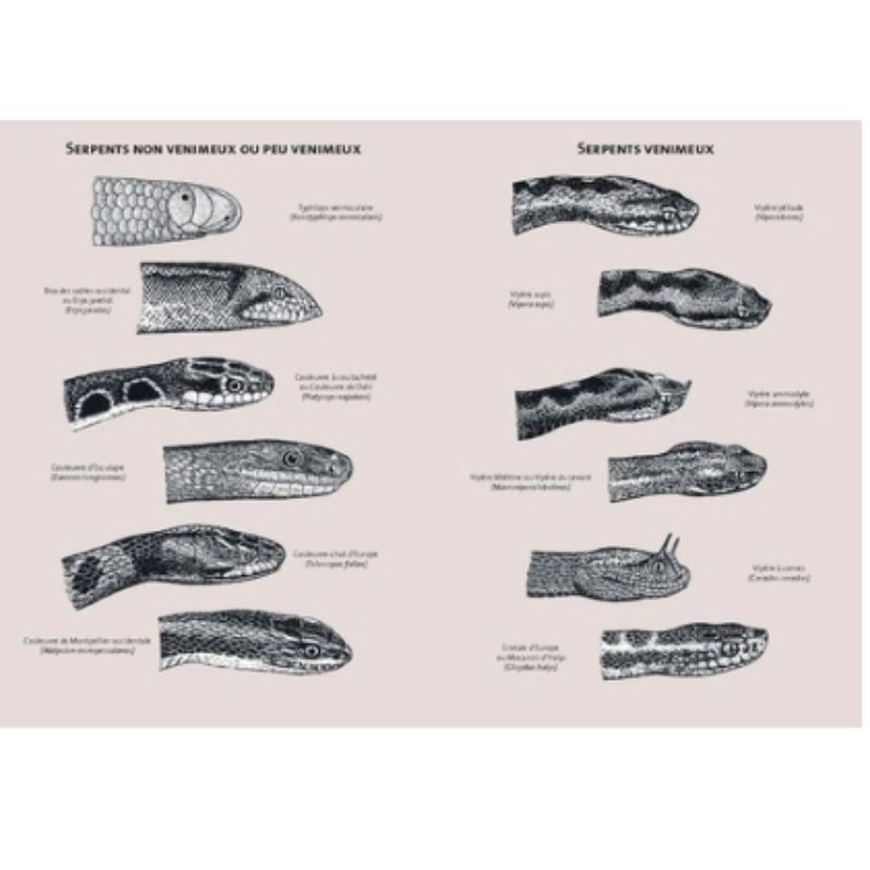 Serpents d'Europe, d'Afrique du Nord et du Moyen-Orient. Les 146 espèces du Paléarctique occidental