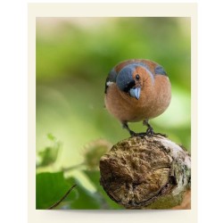 Mon jardin sauvage - Favoriser la diversité animale et végétale