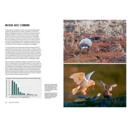 La vie des oiseaux - Avantages et inconvénients de la vie en communauté