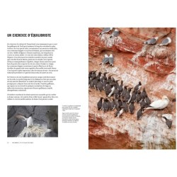 La vie des oiseaux - Avantages et inconvénients de la vie en communauté