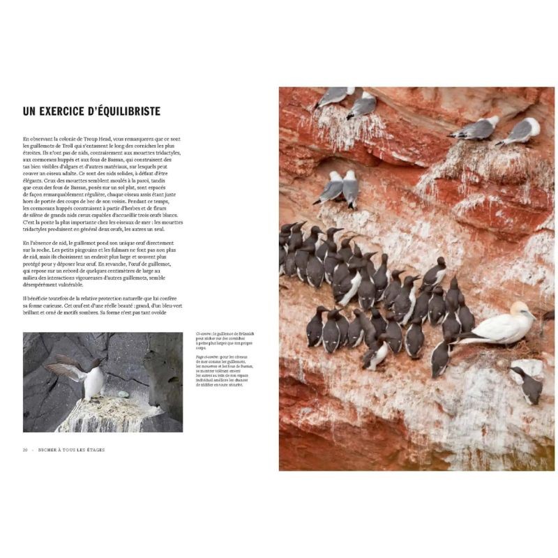 La vie des oiseaux - Avantages et inconvénients de la vie en communauté