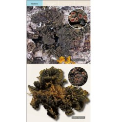 Guide des lichens de France – Lichens des arbres