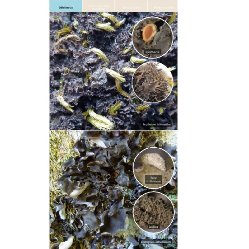 Guide des lichens de France – Lichens des arbres