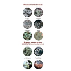 Guide des lichens de France – Lichens des arbres