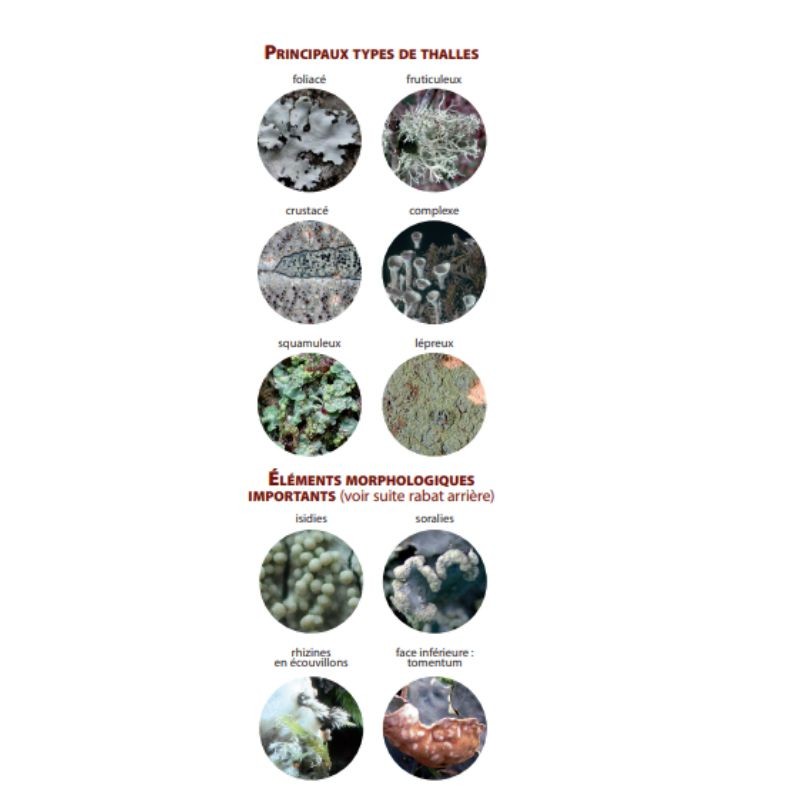 Guide des lichens de France – Lichens des arbres