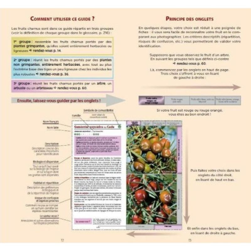 Guide des fruits sauvages - Fruits charnus Guide des fruits sauvages - Fruits charnus