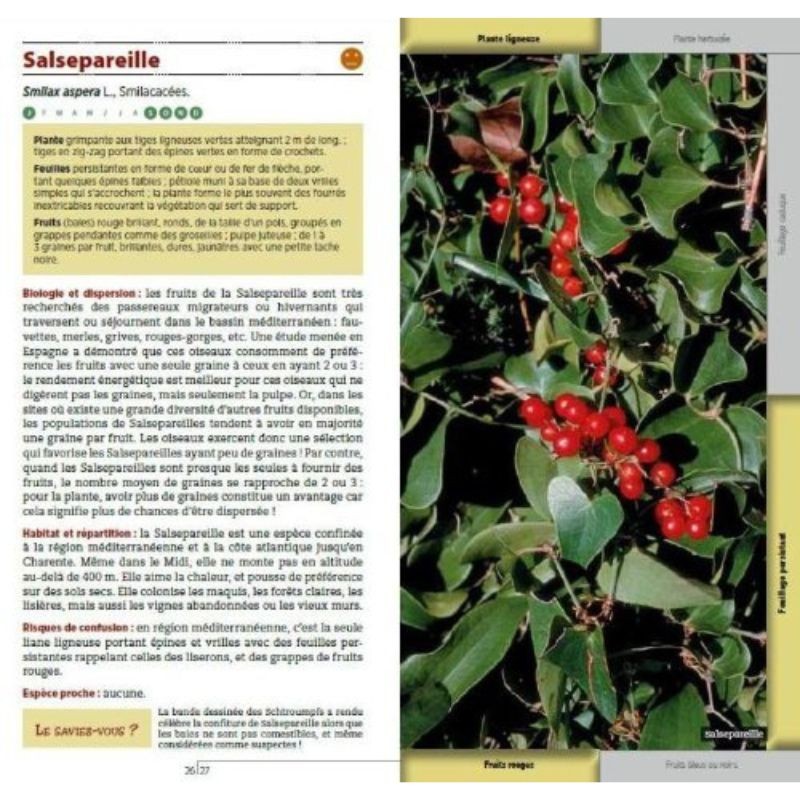 Guide des fruits sauvages - Fruits charnus Guide des fruits sauvages - Fruits charnus