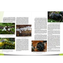 Les champignons en forêt wallonne - Parcs & Réserves