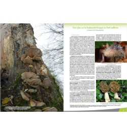 Les champignons en forêt wallonne - Parcs & Réserves