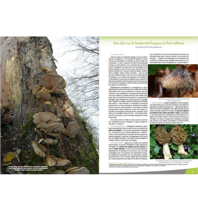 Les champignons en forêt wallonne - Parcs & Réserves