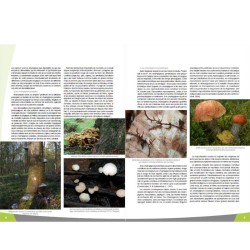 Les champignons en forêt wallonne - Parcs & Réserves