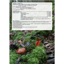 Les champignons en forêt wallonne - Parcs & Réserves