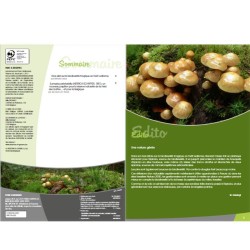 Les champignons en forêt wallonne - Parcs & Réserves