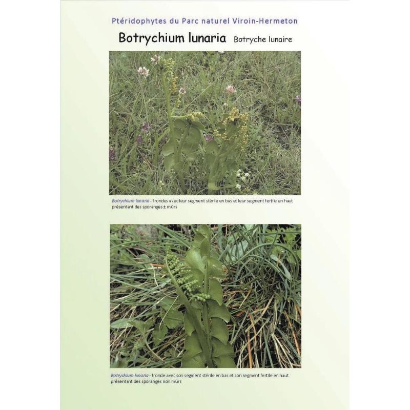 50 bryophytes - 60 lichens - 32 ptéridophytes du parc naturel Viroin-Hermeton