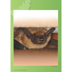 Chauves-souris et forêt, des alliées indispensables Chauves-souris et forêt, des alliées indispensables