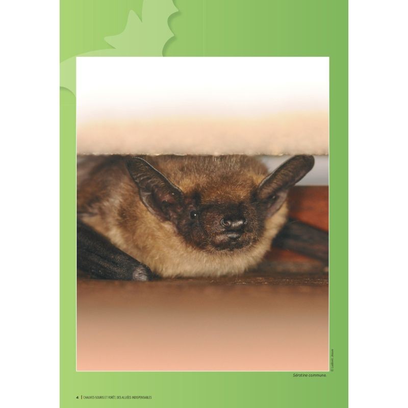 Chauves-souris et forêt, des alliées indispensables Chauves-souris et forêt, des alliées indispensables