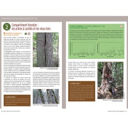 Chauves-souris et forêt, des alliées indispensables Chauves-souris et forêt, des alliées indispensables