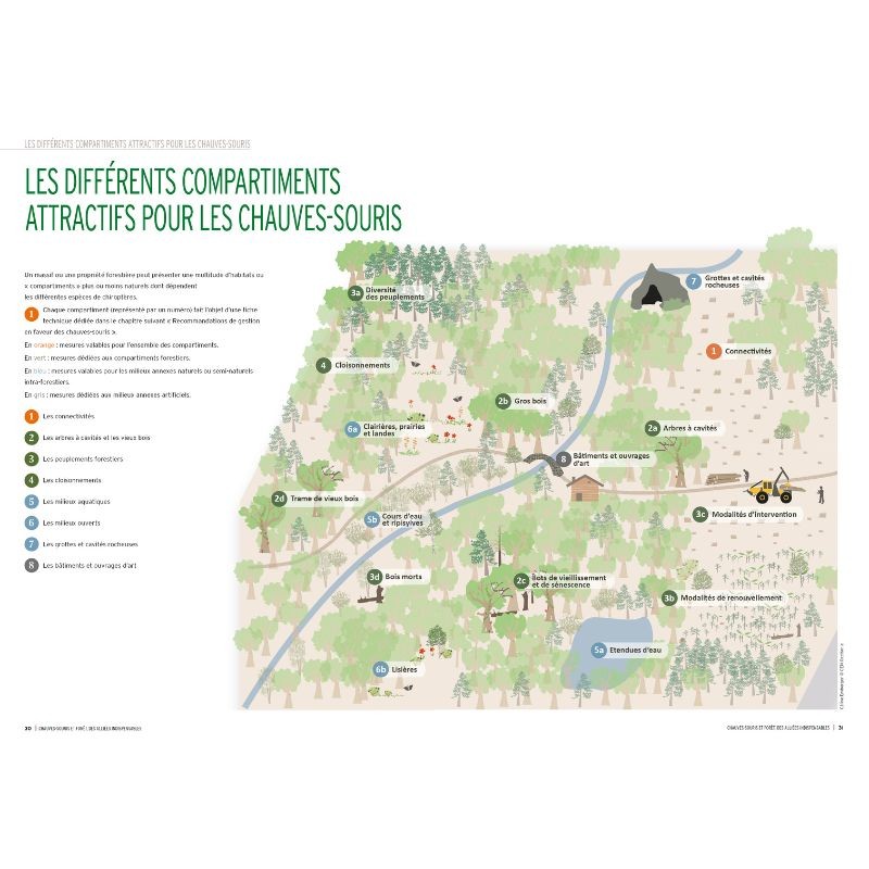 Chauves-souris et forêt, des alliées indispensables Chauves-souris et forêt, des alliées indispensables