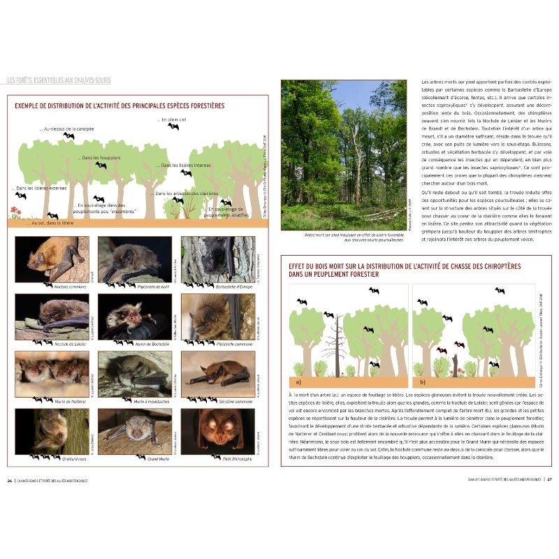 Chauves-souris et forêt, des alliées indispensables Chauves-souris et forêt, des alliées indispensables