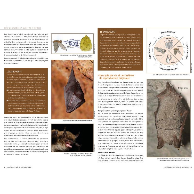 Chauves-souris et forêt, des alliées indispensables Chauves-souris et forêt, des alliées indispensables