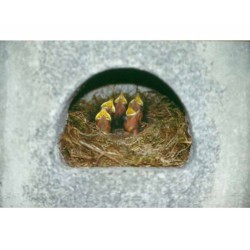 Nichoir semi-ouvert à intégrer N°26 - Schwegler (730/8)