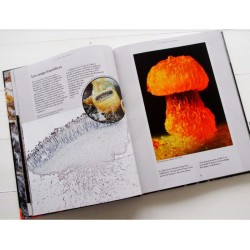 Le monde secret des Champignons Le monde secret des Champignons