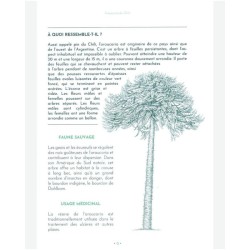 L'étonnante variété de choses pratiques, gourmandes et amusantes à faire avec les arbres