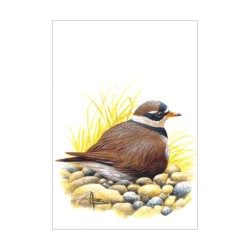 Grand gravelot - Carte d'André Buzin