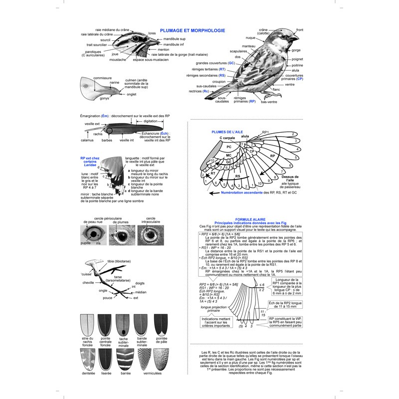 Guide d'identification des oiseaux en main