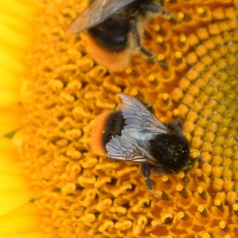 Graines bio de Tournesol mélange décoratif