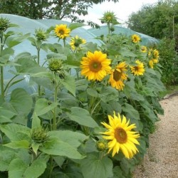 Graines bio de Tournesol Multiflore