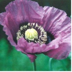 Graines bio de Pavot violet simple