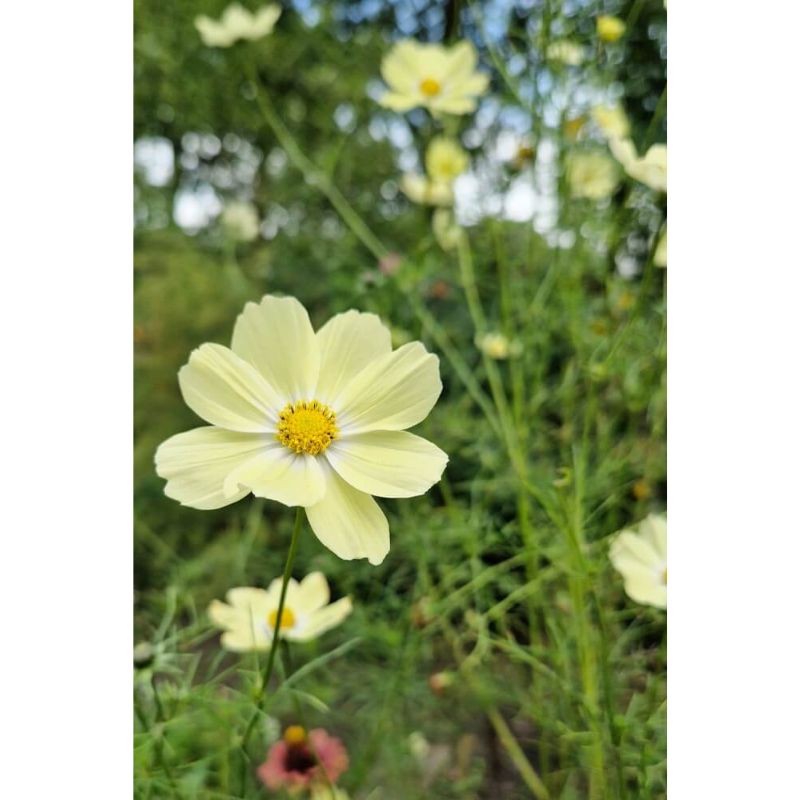 Graines bio de Cosmos Late sensation Yellow