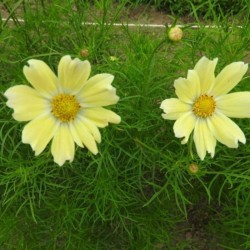 Graines bio de Cosmos Late sensation Yellow