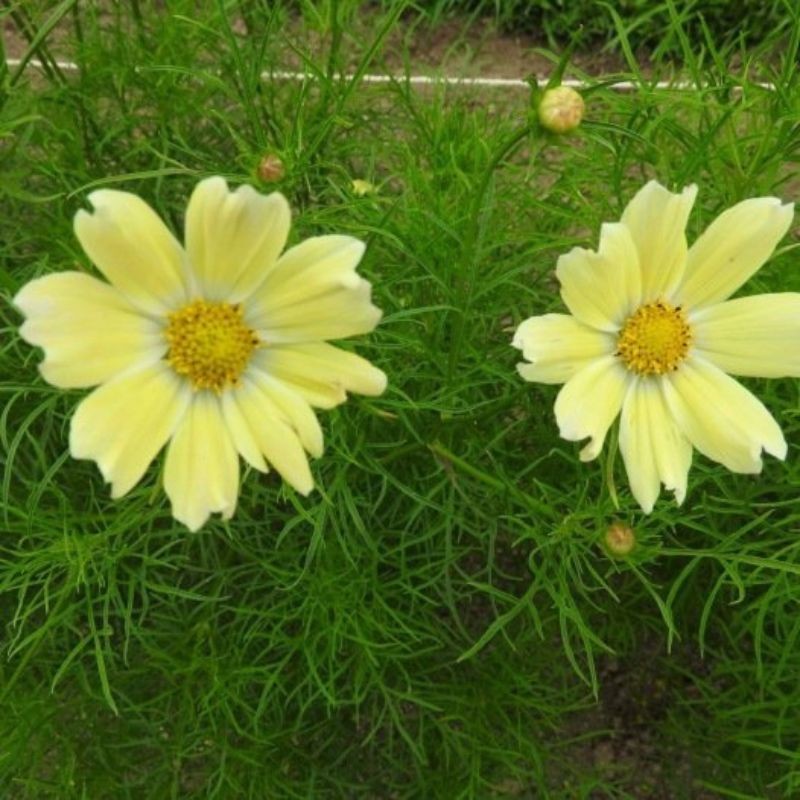 Graines bio de Cosmos Late sensation Yellow