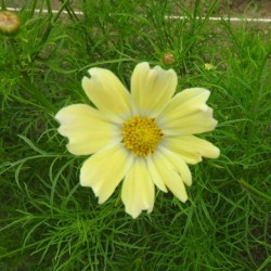 Graines bio de Cosmos Late sensation Yellow