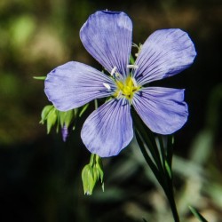 Graines bio de Lin Bleu (engrais vert)