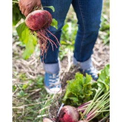 Le traité Rustica de la permaculture