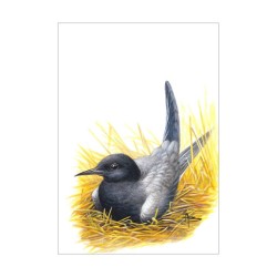 Guifette noire - Carte d'André Buzin