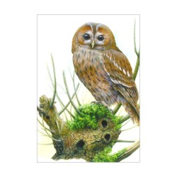 Chouette hulotte - Carte d'André Buzin