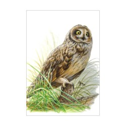 Hibou des marais - Carte d'André Buzin