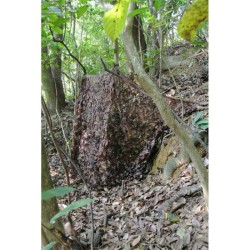 Filet de Camouflage 3x6 mètres Automne - Tragopan