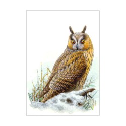 Hibou moyen-duc - Carte d'André Buzin