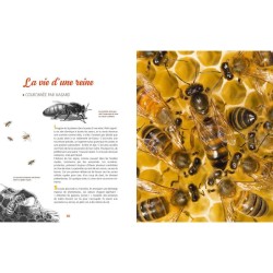 Et si tu étais une abeille ?