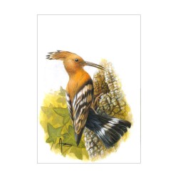 Huppe fasciée - Carte d'André Buzin