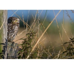 Chouette chevêche - 40x60 cm - Cadre photo - Aluminium dibond